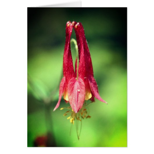 コロンバインの花の写真 ノートカード (正面)