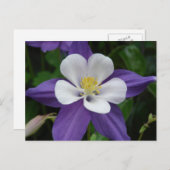コロンバイン 紫と白の花のポストカード ポストカード (正面/裏面)