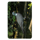 コロンバ・パルムバス マグネット (縦)