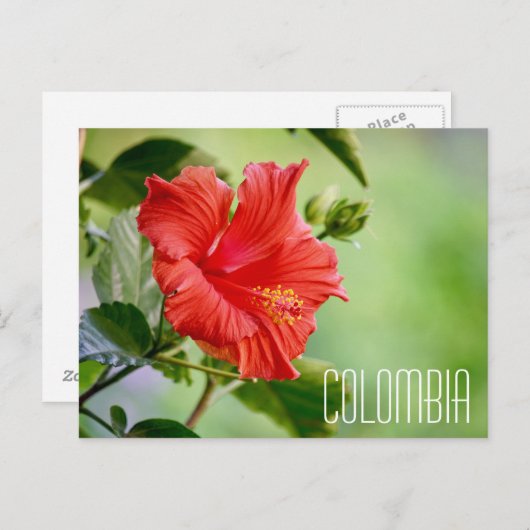 コロンビアのハイビスカース花はがき ポストカード (正面/裏面)