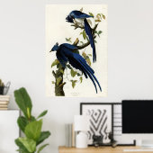 コロンビアジェイ・バードオブアメリカby James Audubon ポスター (ホームオフィス)