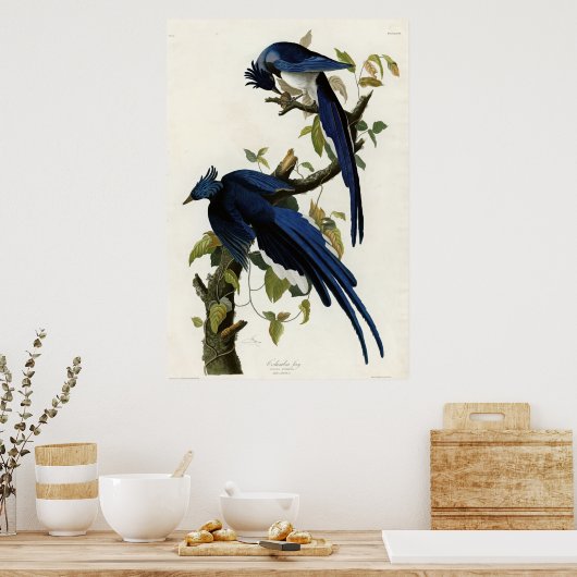コロンビアジェイ・バードオブアメリカby James Audubon ポスター (キッチン)
