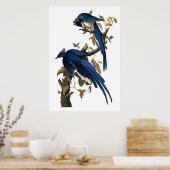 コロンビアジェイ | John James Audubon ポスター (キッチン)