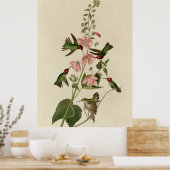 コロンビアハミングバード ポスター (キッチン)