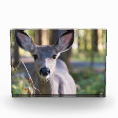 コロンビアンブラックテールドゥ |ワシントン州 フォトブロック (正面)