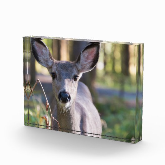 コロンビアンブラックテールドゥ |ワシントン州 フォトブロック (右)