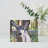 コロンビアンブラックテールドゥ |ワシントン州 ポストカード (スタンド正面)