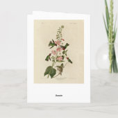 コロンビア人（アンナの）ハミング鳥 – オードボンの鳥 カード (裏面)