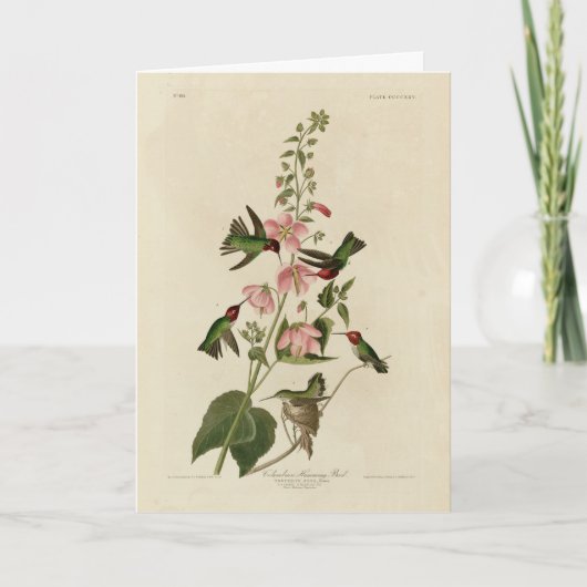 コロンビア人（アンナの）ハミング鳥 – オードボンの鳥 カード (正面)