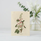 コロンビア人(アンナの)ハミング鳥 – オードボンの鳥 ポストカード (スタンド正面)