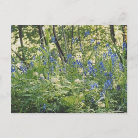 コロンビア川の峡谷 ポストカード (正面)