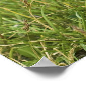 コロンビア産のリス ポスター (角)