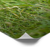 コロンビア産のリス ポスター (角)