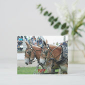 コロンビア・トン ポストカード (スタンド正面)