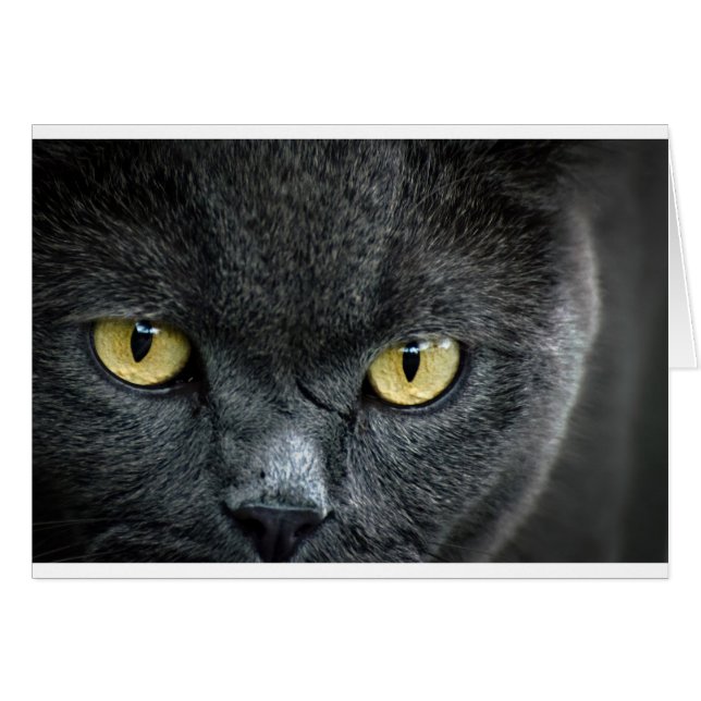 コワい猫の目 (正面横)