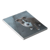 コンクリート上の白と灰色のピットブル ノートパッド (アングル)