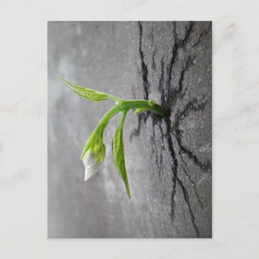 コンクリート貫通 ポストカード (正面)