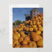 コンコードの近くの秋に農園で育ったカボチャ ポストカード (正面/裏面)