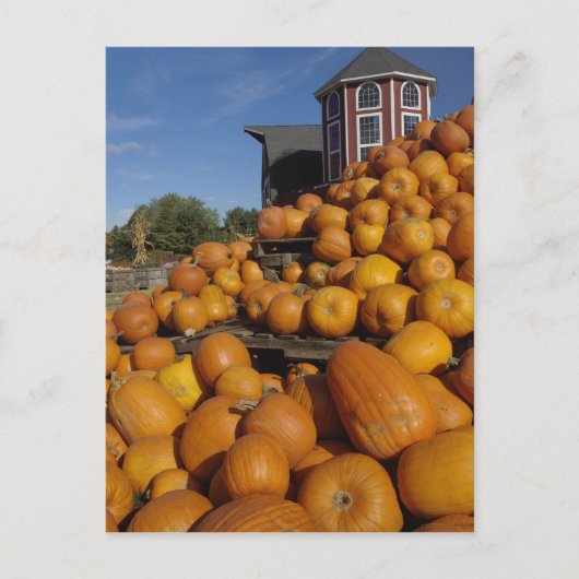 コンコードの近くの秋に農園で育ったカボチャ ポストカード (正面)