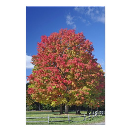 コンコードの近くの秋の色の赤い楓の木 フォトプリント            (正面)