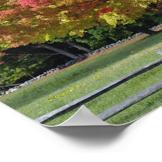 コンコードの近くの秋の色の赤い楓の木 ポスター (角)