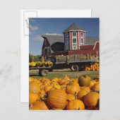 コンコード近くの秋に農場のカボチャ， 2 ポストカード (正面/裏面)