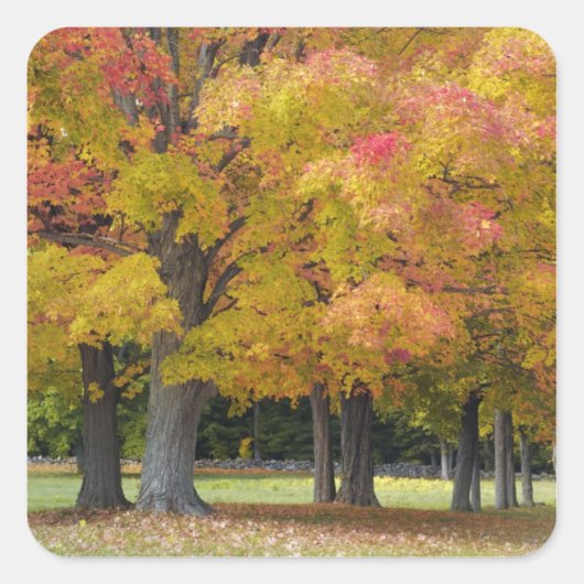 コンコード近くの紅葉したカエデの木々、 スクエアシール (正面)