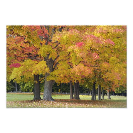 コンコード近くの紅葉したカエデの木、 フォトプリント            (正面)