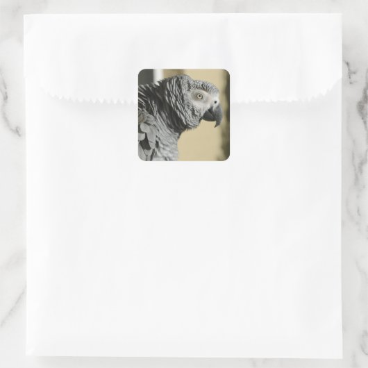 コンゴのアフリカの灰色のオウムで羽が生えている スクエアシール (バッグ)