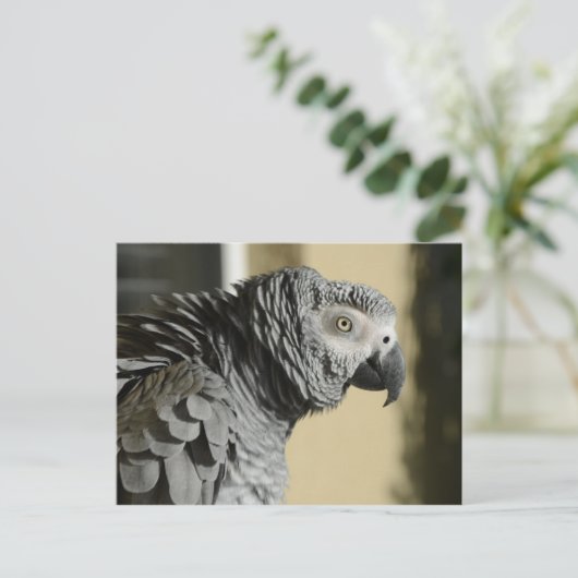 コンゴのアフリカの灰色のオウムで羽が生えている ポストカード (スタンド正面)