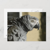 コンゴのアフリカの灰色のオウムで羽が生えている ポストカード (正面/裏面)