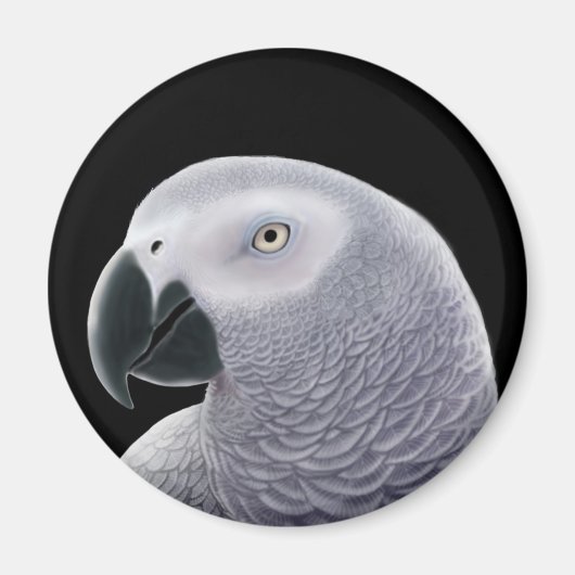 コンゴアフリカグレイのオウム磁石 マグネット (正面)