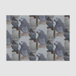 コンゴアフリカ·グレイ·オウム·イン·鏡 薄葉紙