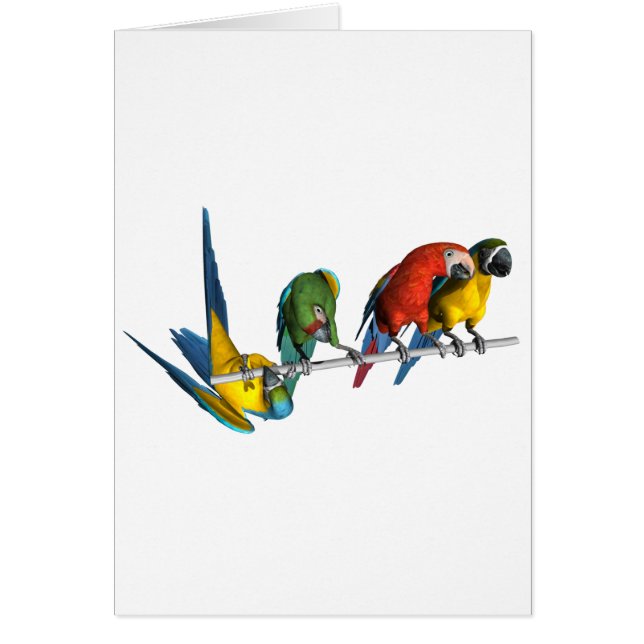 コンゴウインコのオウム (正面)