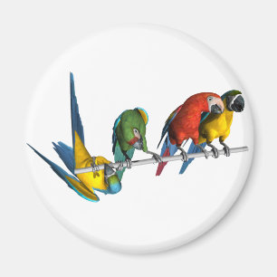 コンゴウインコのオウム マグネット