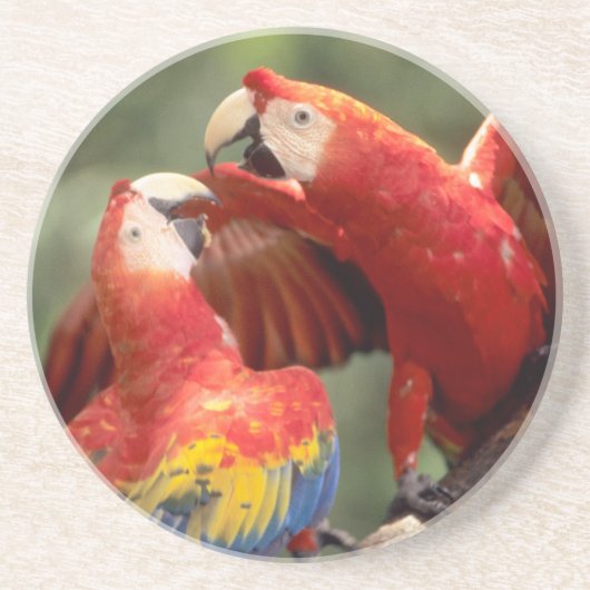 コンゴウインコのペア コースター (正面)