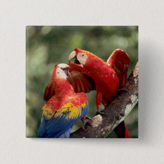 コンゴウインコのペア 缶バッジ (正面)