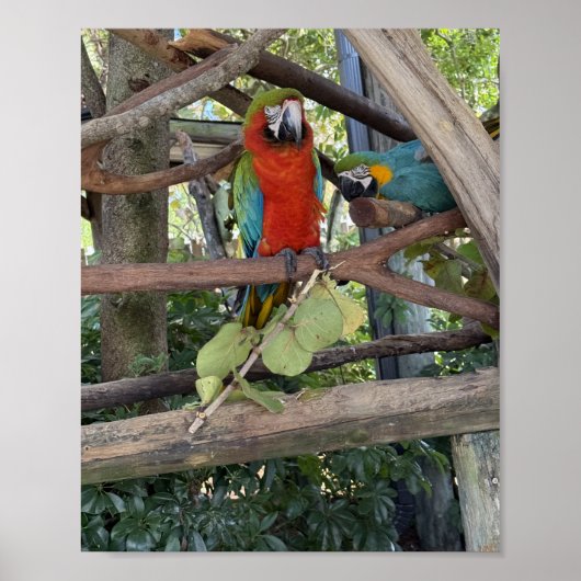 コンゴウインコのポスター ポスター (正面)