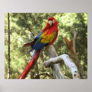 コンゴウインコのポスター ポスター