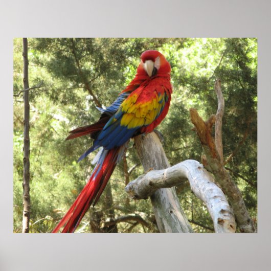 コンゴウインコのポスター ポスター (正面)