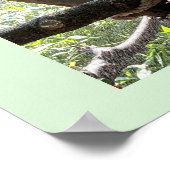 コンゴウインコの写真ポスター ポスター (角)