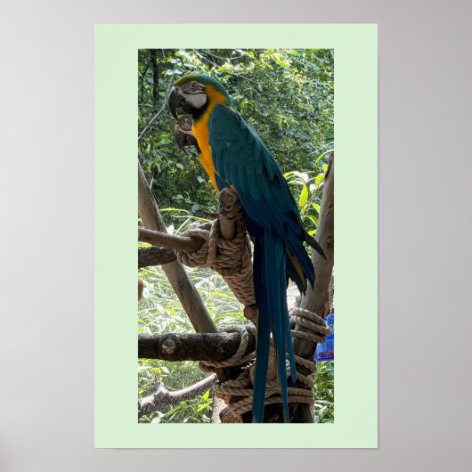 コンゴウインコの写真ポスター ポスター (正面)