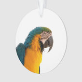 コンゴウインコの写真 オーナメント (正面)