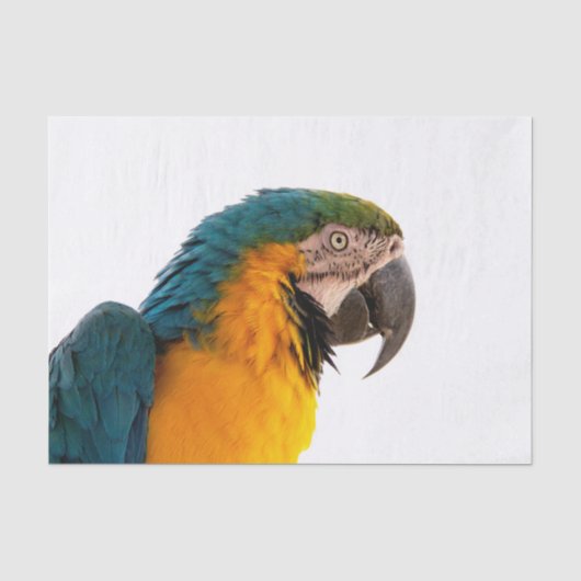 コンゴウインコの写真 薄葉紙 (正面)