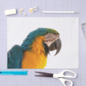 コンゴウインコの写真 薄葉紙 (クラフト)