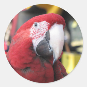 コンゴウインコの大きいステッカー ラウンドシール