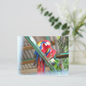 コンゴウインコの郵便はがき ポストカード (スタンド正面)