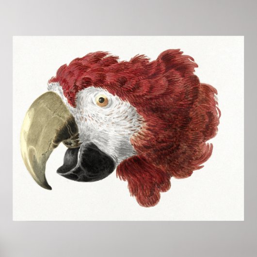 コンゴウインコの頭部 (1725–1792) ポスター (正面)