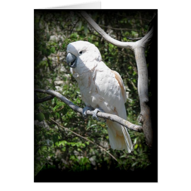 コンゴウインコ (正面)