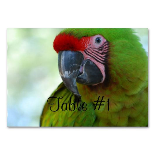 コンゴウインコ テーブルナンバー (正面)